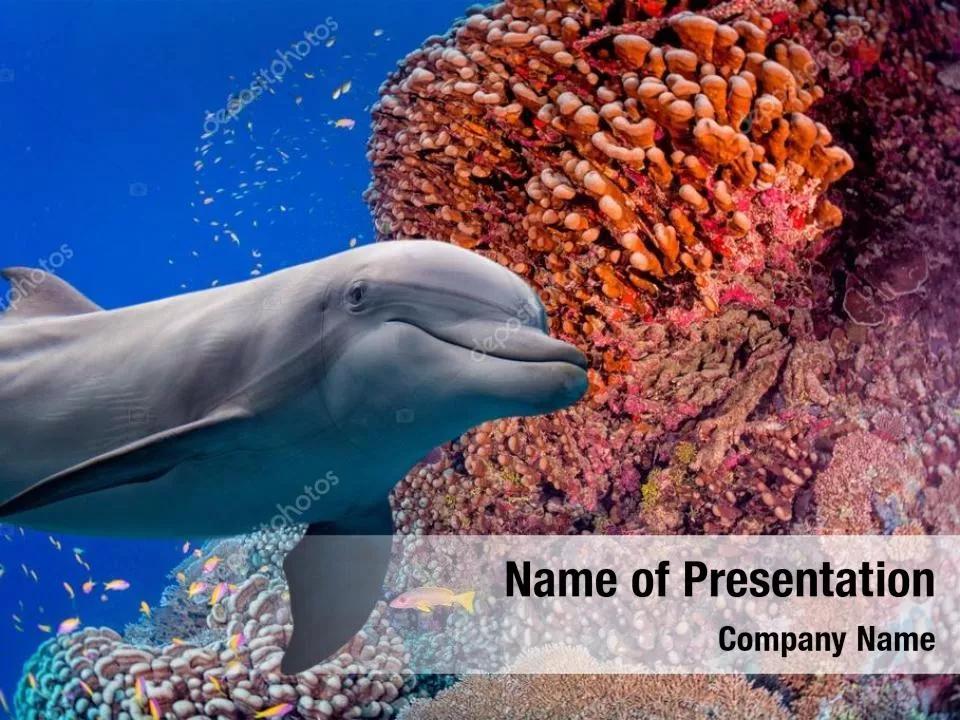 Dolphins Under The Sea