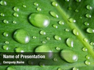 Green Leaf With Dew