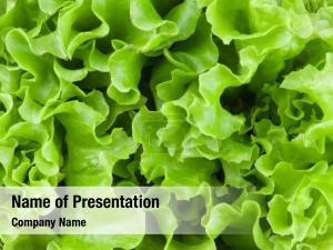 Lettuce