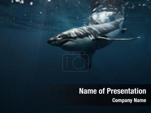 Shark PowerPoint Template