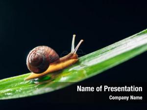 Sluggish Snail PowerPoint Template