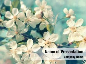Spring Flowers PowerPoint Template