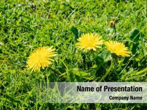 Dandelions Flowers on Sunshine PowerPoint Template