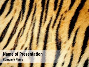 Tiger Skin PowerPoint Template