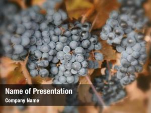 Winegrowing PowerPoint Template