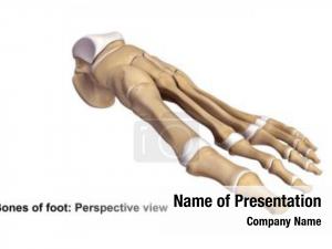 Skeletal Foot PowerPoint Template