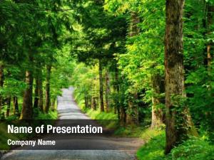 Trees and Roads PowerPoint Template