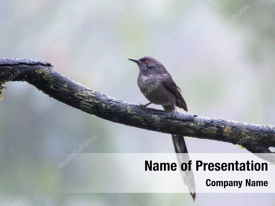 (heterophasia long tailed sibia picaoides) observed