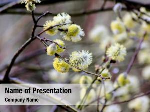 Spring Tree Stick PowerPoint Template