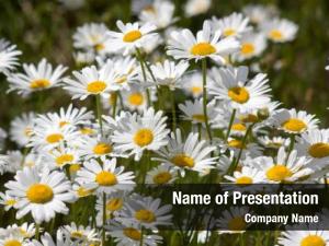 Ox eye Daisy PowerPoint Template