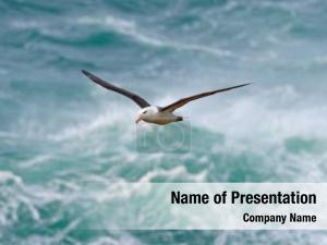 Albatross
