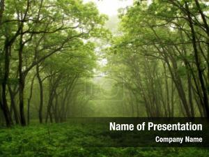 Misty Forest PowerPoint Template