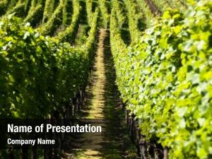Grape Field PowerPoint Template