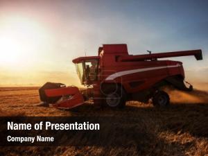 Harvesting Of Wheat PowerPoint Template