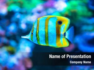 Tropical Fish