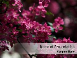 Spring Tree PowerPoint Template