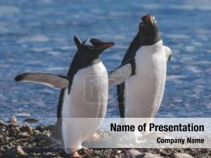 Penguin Couple PowerPoint Template