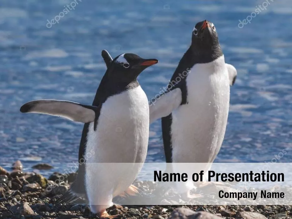 Penguin Couple