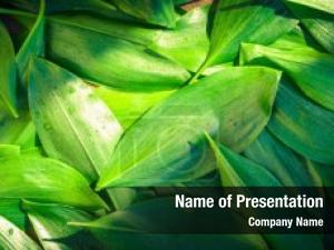 Spring Leaf PowerPoint Template