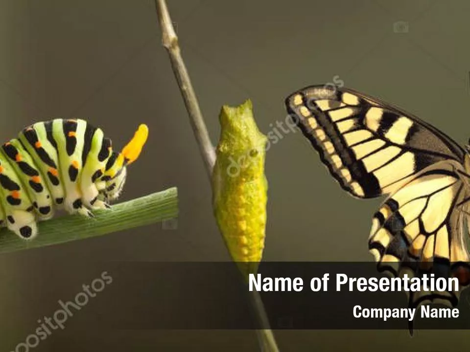 Butterfly And Caterpillar