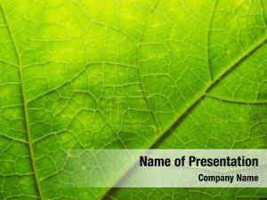 Green Leaf Design PowerPoint Template