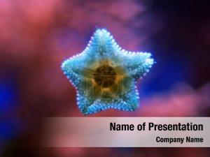 Star Fish