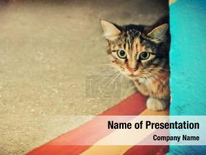 Curious Cat PowerPoint Template