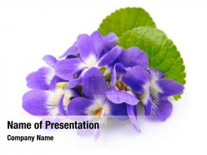 Violet Flowers PowerPoint Template
