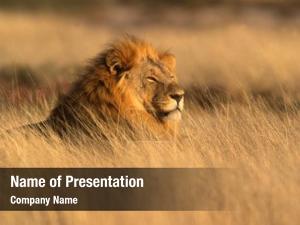 Lion PowerPoint Template