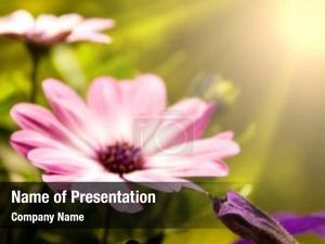  PowerPoint Template