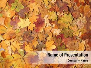 Carpet of Fallen Leaves PowerPoint Template