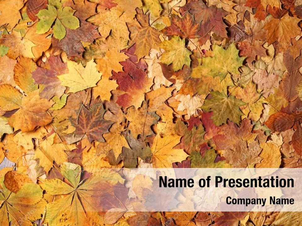 Carpet of Fallen Leaves