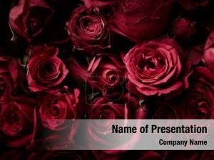 Red Roses PowerPoint Template