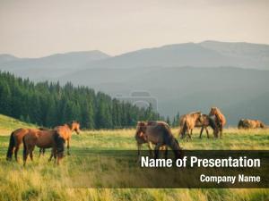 Wild Horses