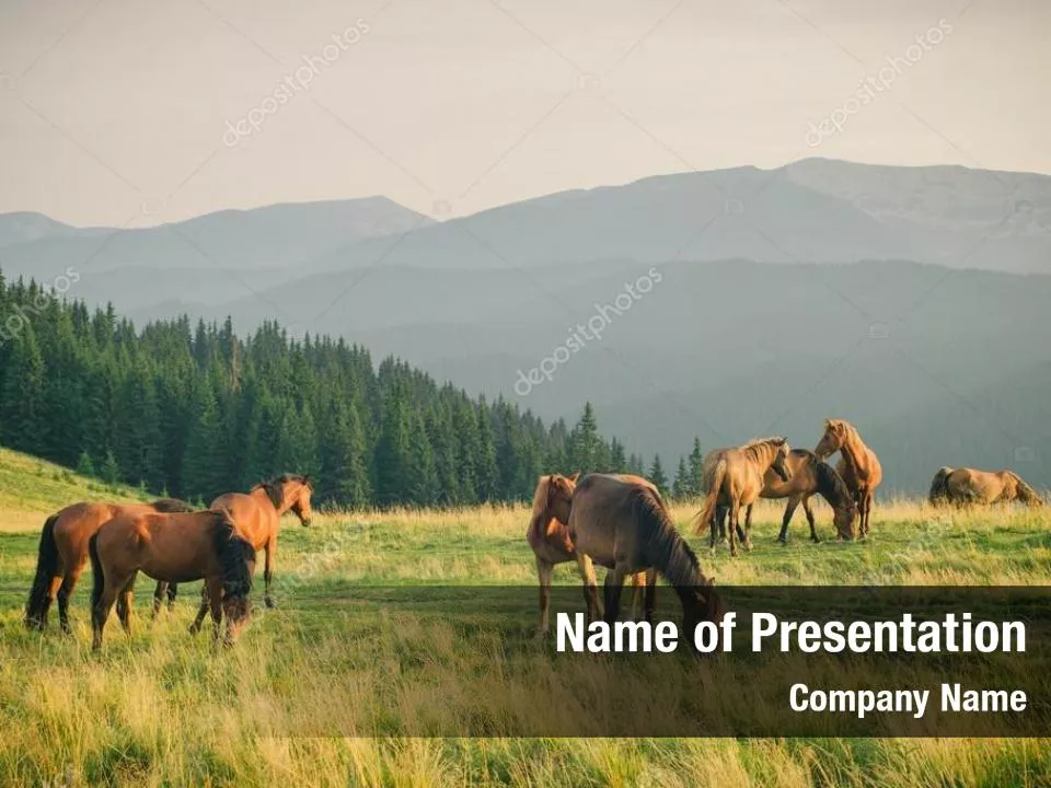 Wild Horses