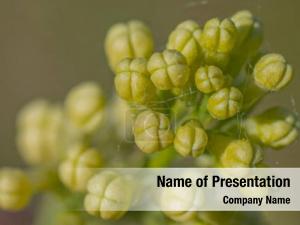 Young Shoots PowerPoint Template