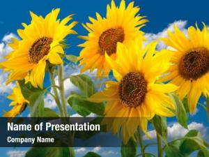 Blooming Sunflowers PowerPoint Template