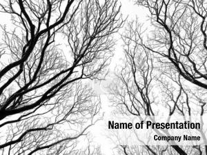 Abstract Tree Branch PowerPoint Template